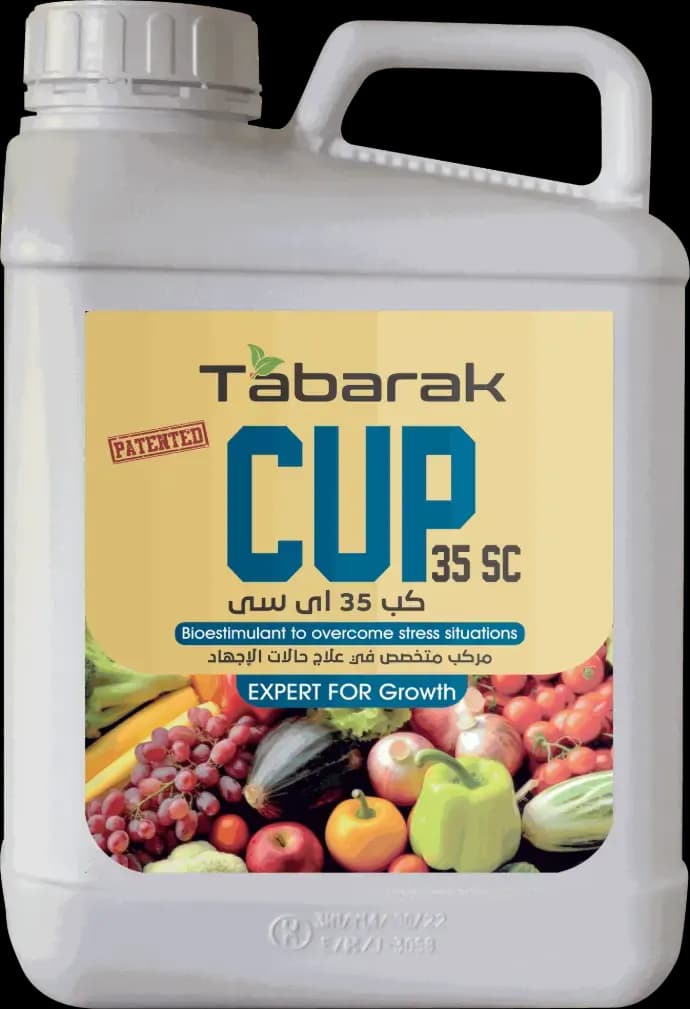 تبارك كب 35