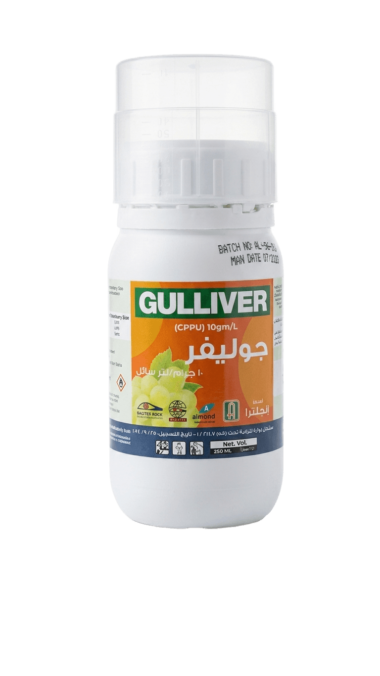 جوليفر 250سم